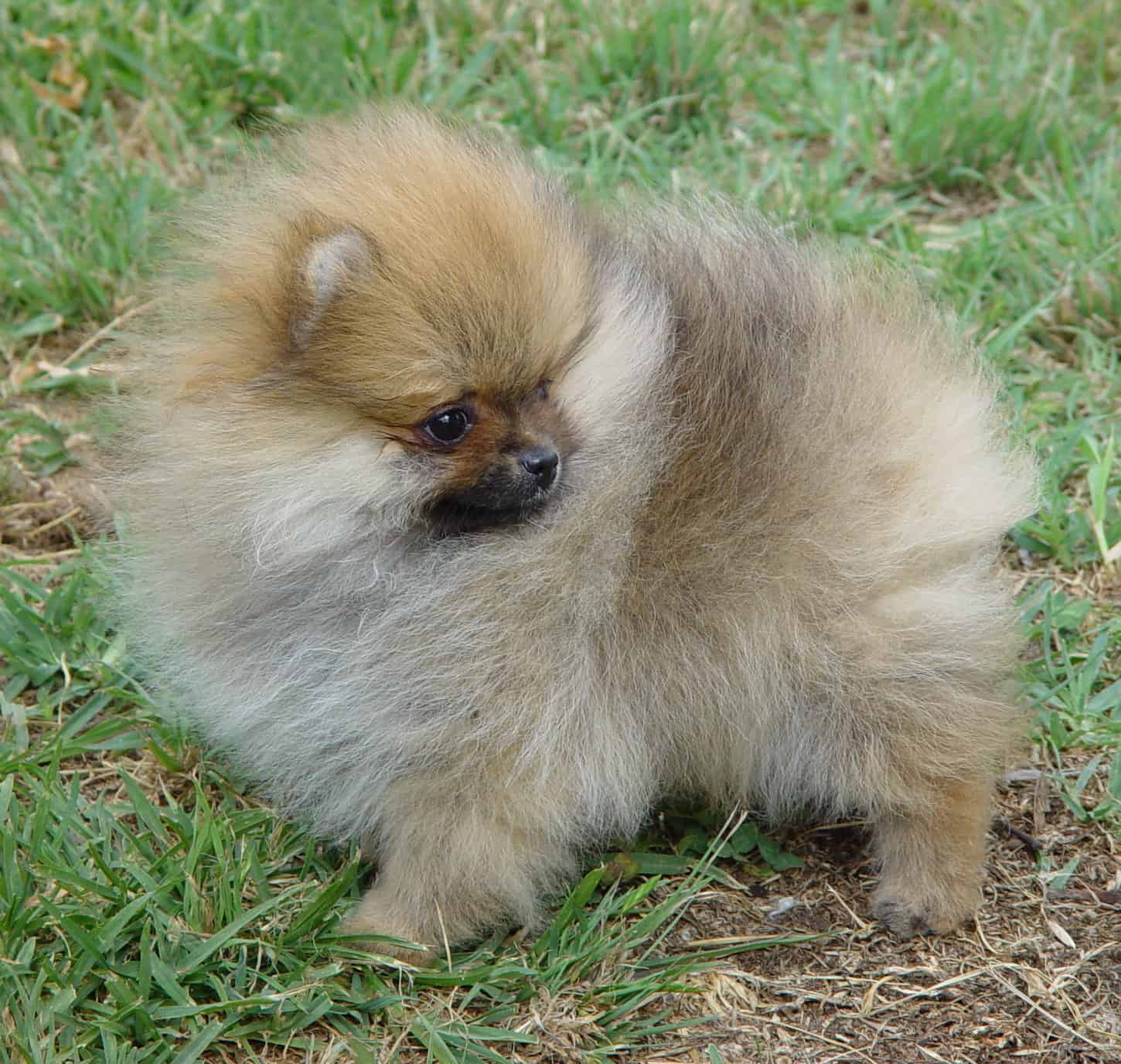 our generation pomeranian dog