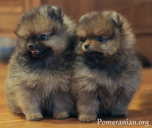 pet pomeranian puppy