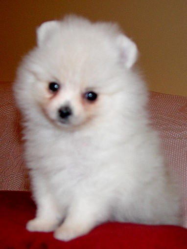 white toy pom puppies