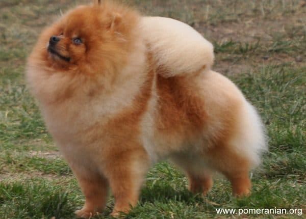 Adult Pomeranian