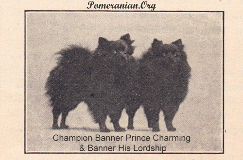 Champion Banner Prince Charming and Banner His Lordship
