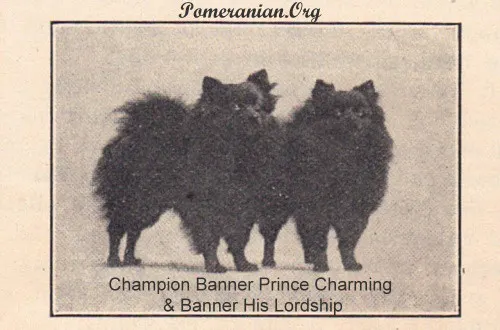 Champion Banner Prince Charming and Banner His Lordship