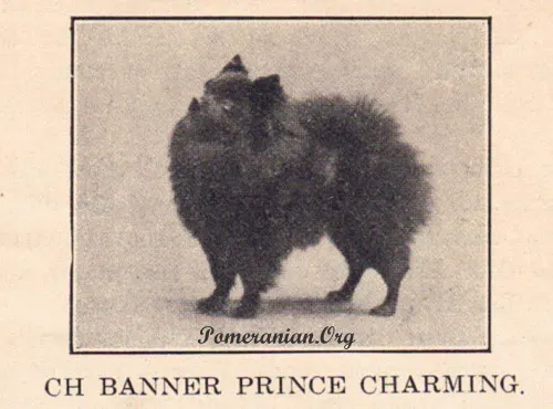 Photo of Champion Banner Prince Charming