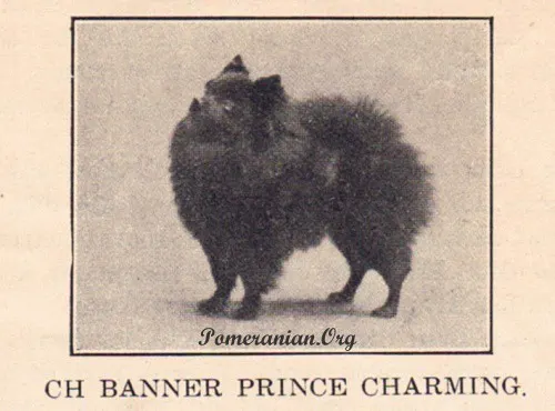 are black pomeranians rare