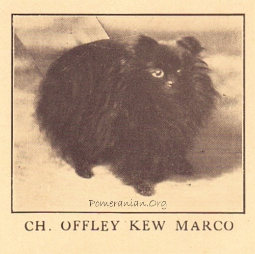 English and American Champion Offley Kew Marco owned by Mrs T. Sessinghaus.