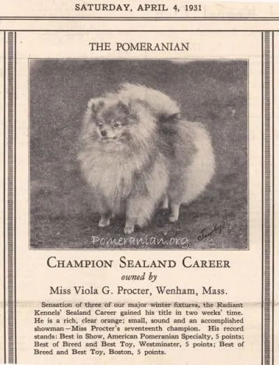 Champion Pomeranian Sealand Career owned by Miss Viola G Proctor