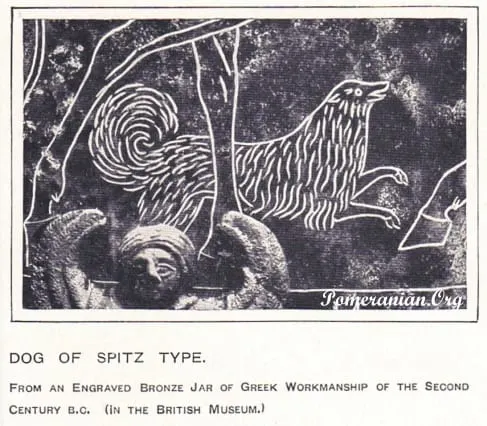 Photo of Early Dog of Spitz Type