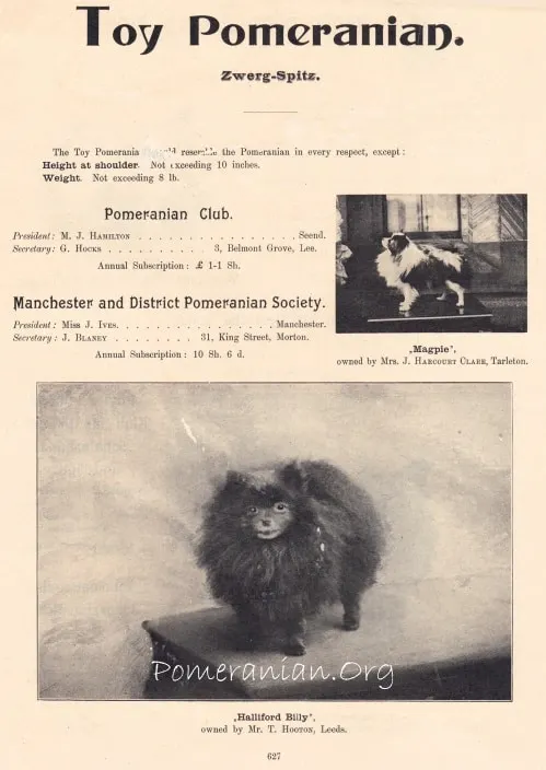Early Toy Pomeranian or Zwerg Spitz