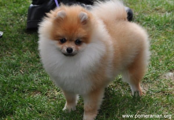 Pomeranian Puppy