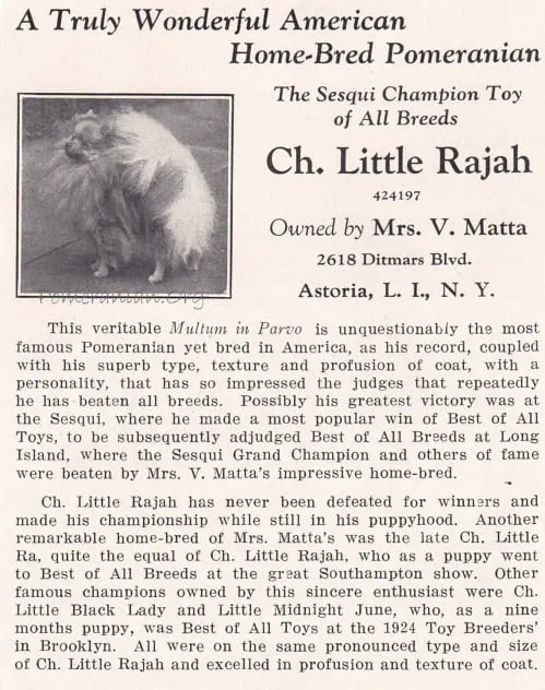 Pomeranian Champion Little Rajah owned by Mrs V Matta