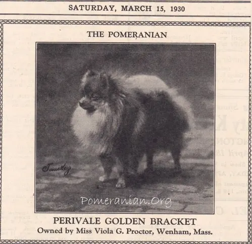 Pomeranian Perivale Golden Bracket owned by Miss Viola G Proctor