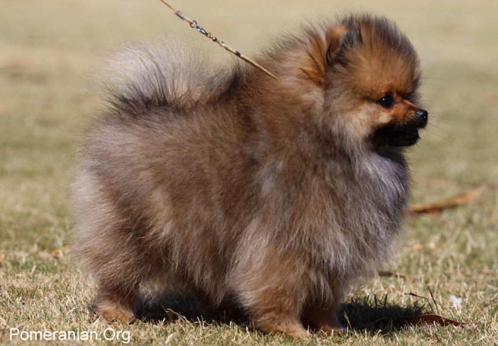 Pomeranian Puppy