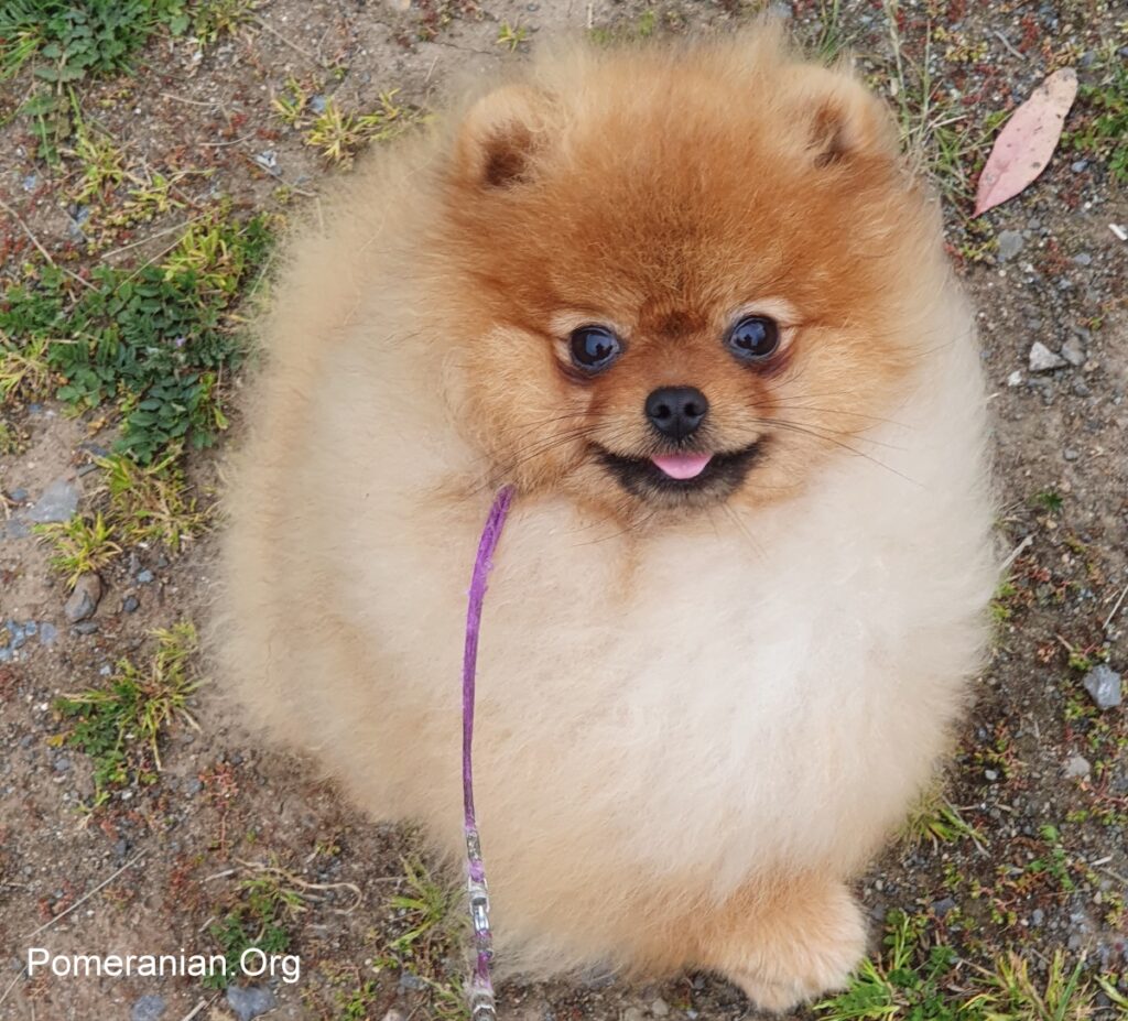 Pomeranian Puppy