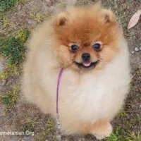 Pomeranian Puppy