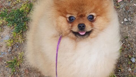 Spot-On Flea Treatments for Pomeranians: Safety, Risks & Best Options