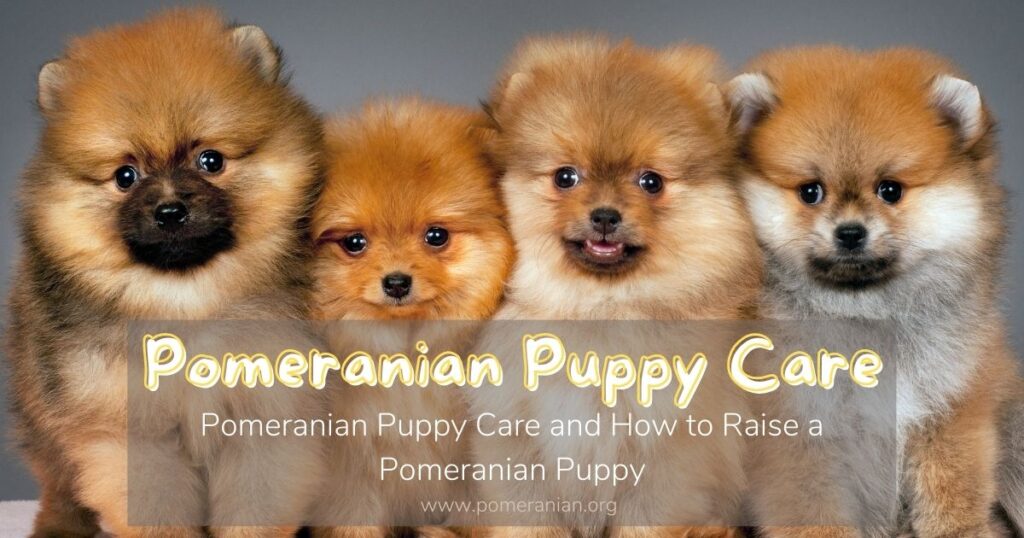 Pomeranian sales puppy care