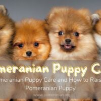 Pomeranian Puppy Care