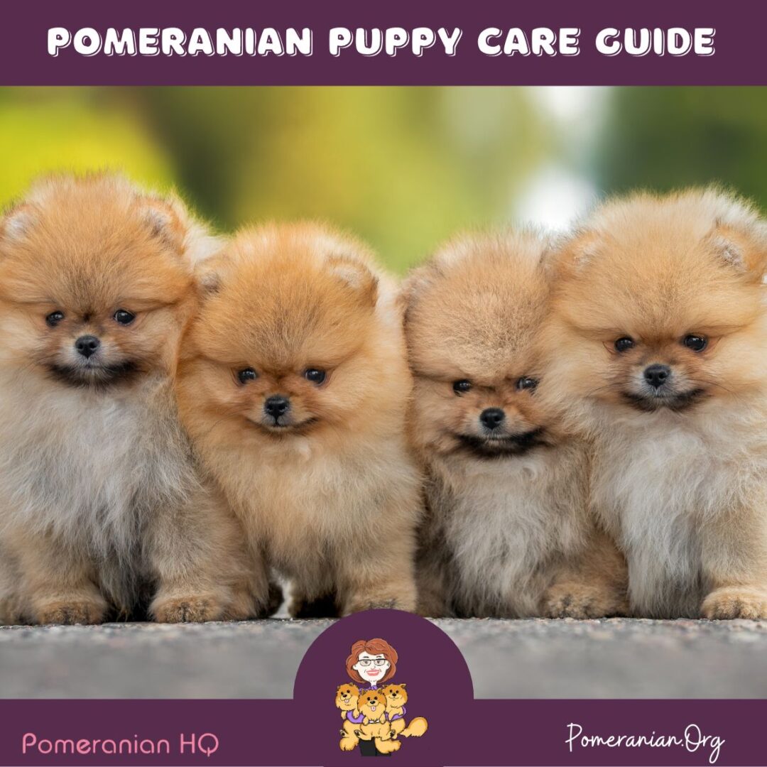 The Complete Pomeranian Puppy Care Guide