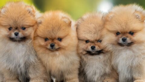 The Complete Pomeranian Puppy Care Guide