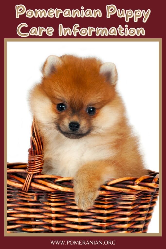 Pomeranian Puppy Care Information