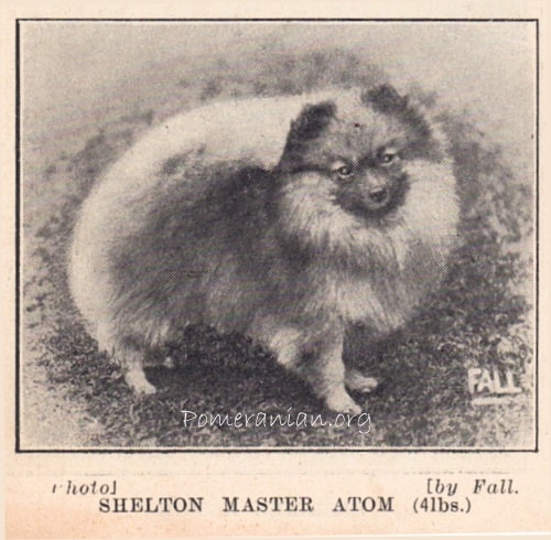 Pomeranian Shelton Master Atom