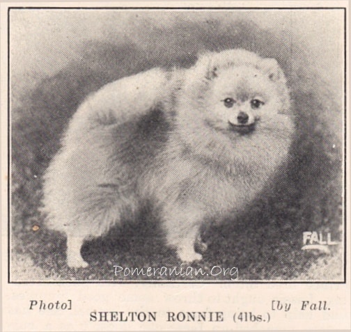 Pomeranian Shelton Ronnie