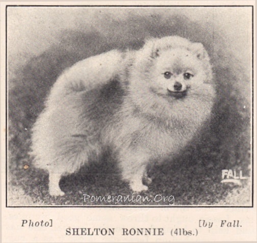 pomeranian original breed