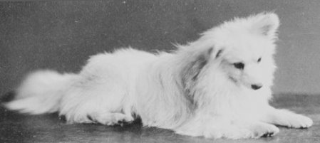 Queen Victoria's Pomeranian Beppo