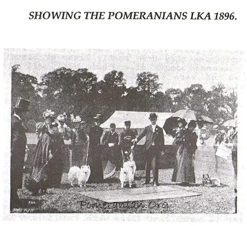 Showing Pomeranians Ladies Kennel Club Show England 1896