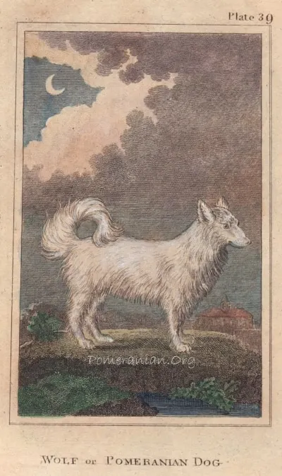 Wolf or Pomeranian Dog