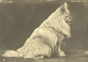 did queen victoria have a dog called isla