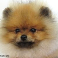 Pomeranian Puppy