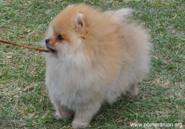 Pomeranian Puppy