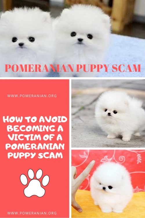 Teacup Pomeranian Puppy Scams