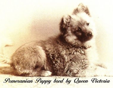 Pomeranian Puppy bred by Queen Victoria