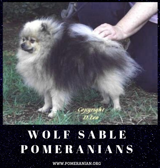 Wolf Sable Pomeranians
