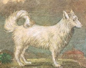 Early Pomeranian. Called a Wolf-Dog or Fox-Dog