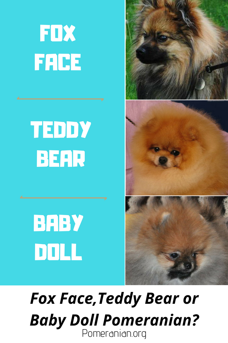 doll pomeranian