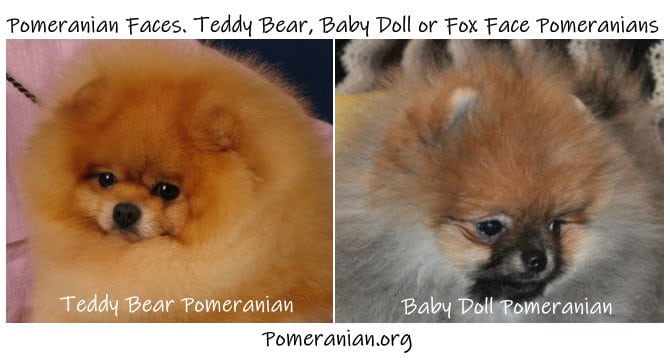 moving doll pomeranians