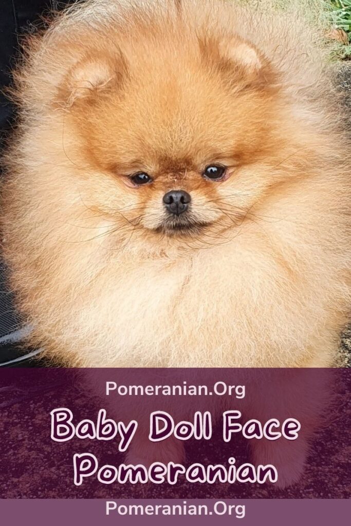 bear face pomeranian breeder