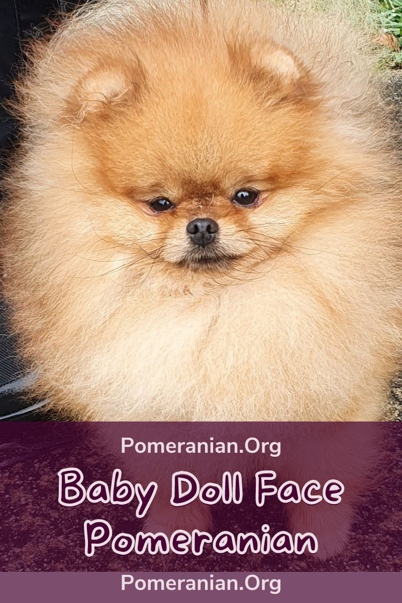 moving doll pomeranians