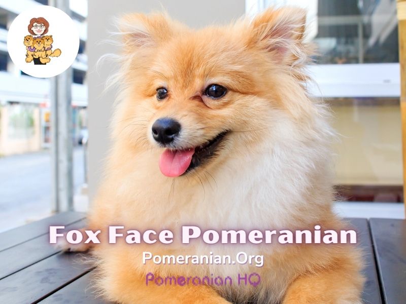 pomeranian bear face