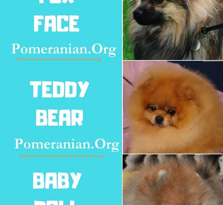 Pomeranian Faces. Teddy Bear, Baby Doll or Fox Face Pomeranians