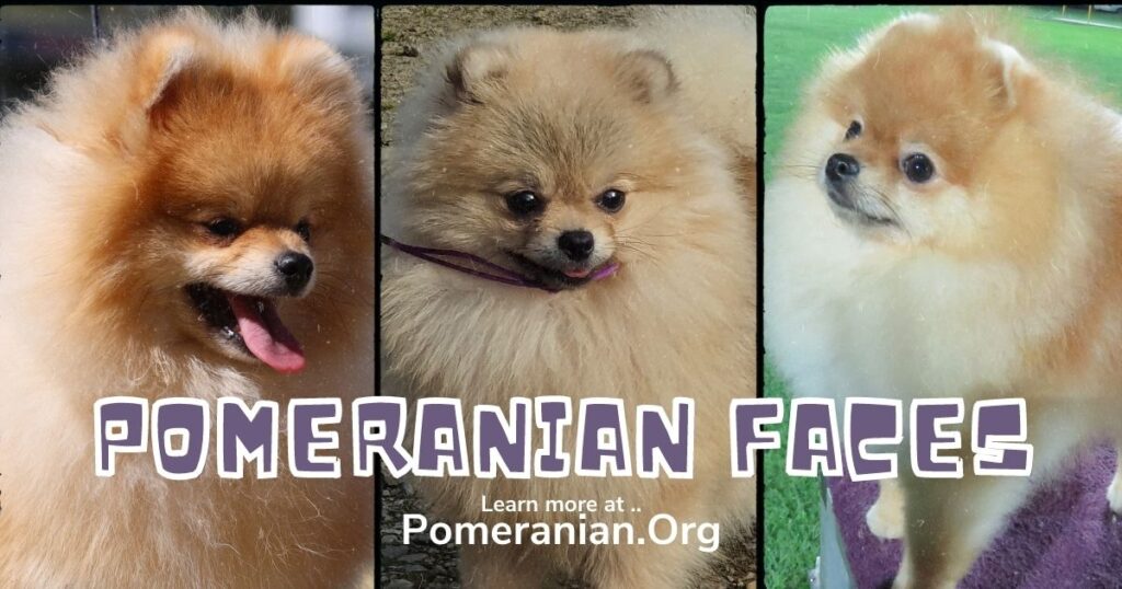 pomeranian doll type