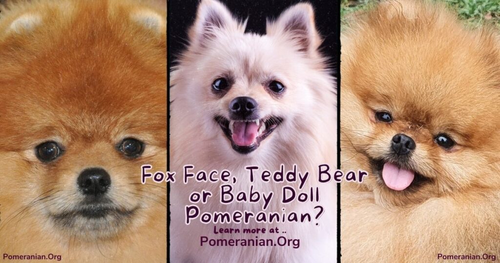 Pomeranian Faces. Teddy Bear Pom, Baby Doll Pomeranian or Fox Face Pomeranian