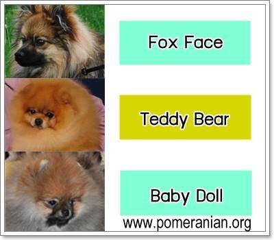 Types of Pomeranian Heads or Faces