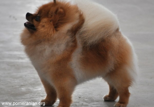 Pomeranian