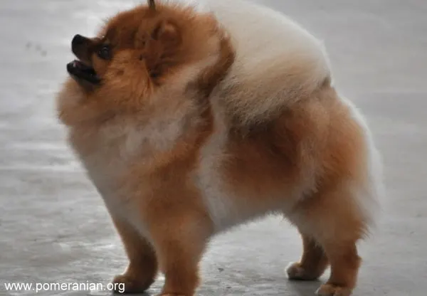 is pomeranian dangerous