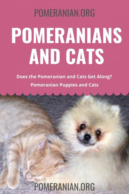 are pomeranian and cats good friends