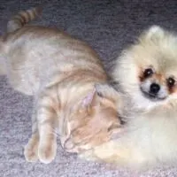 pomeranian and cat